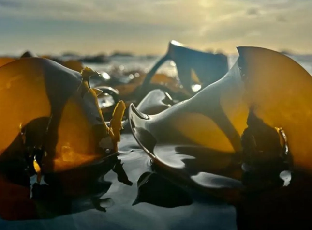 photo of sea kelp courtesy Paul Boniface @ BBC